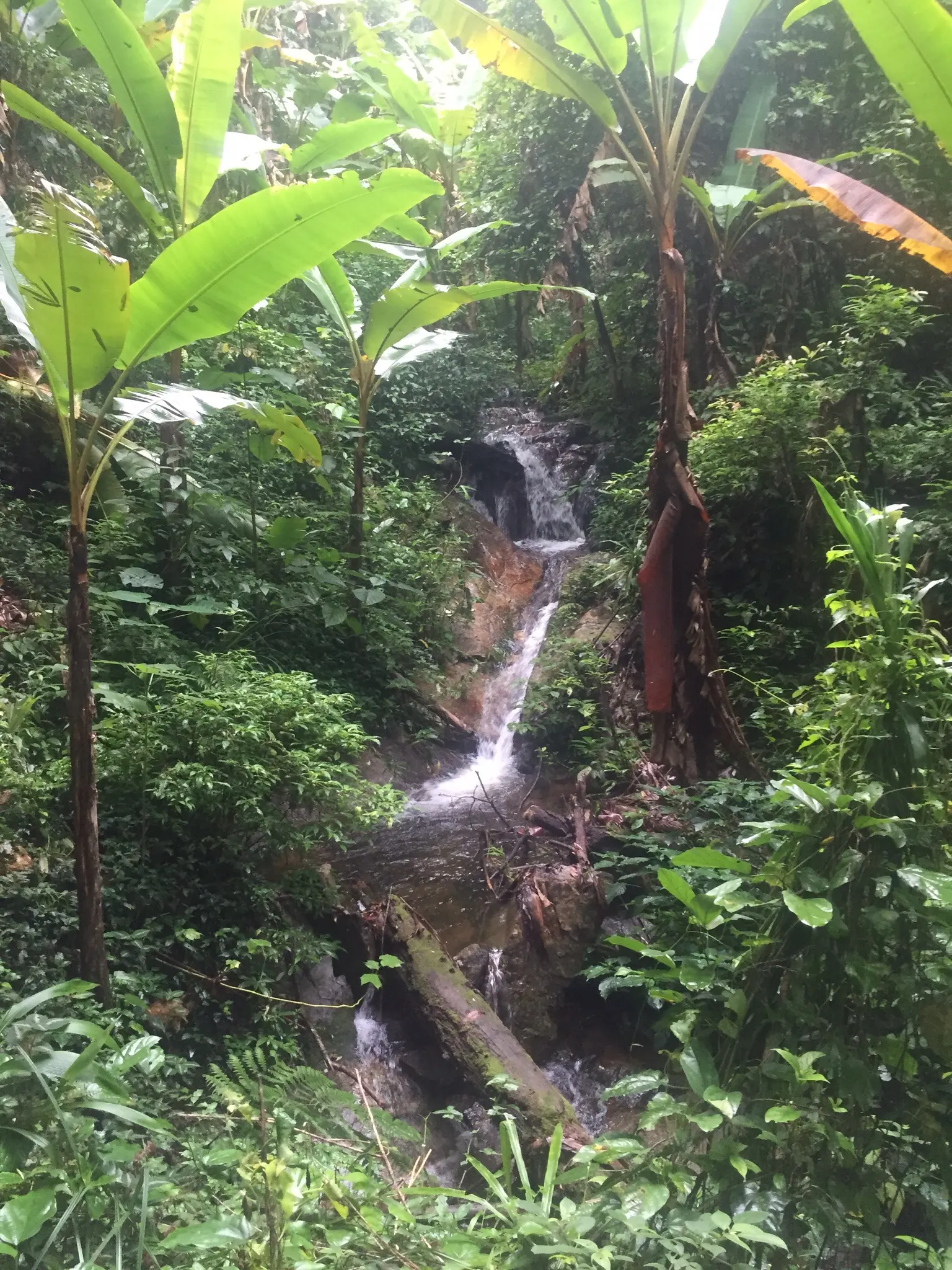 In de jungle 2.0